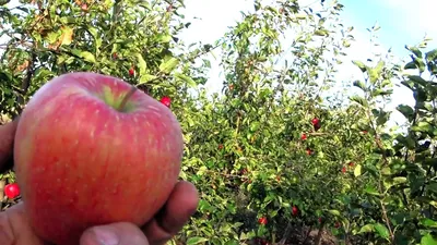 Японские сорта яблони - форум-виноград