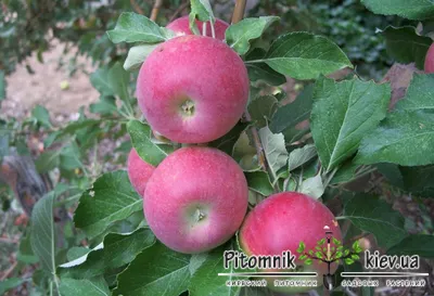 Cаженцы яблони, сорта, описание. Купить саженцы яблони - Саженцы