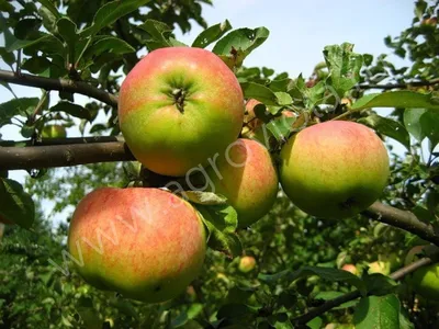 Яблоня Осиповское - описание сорта и фото яблок