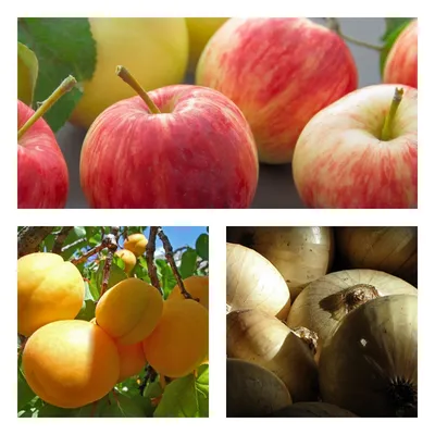 Сорт яблони Фуджи Бени Шоун – один из самых популярных сортов на  американском рынке | АППЯПМ