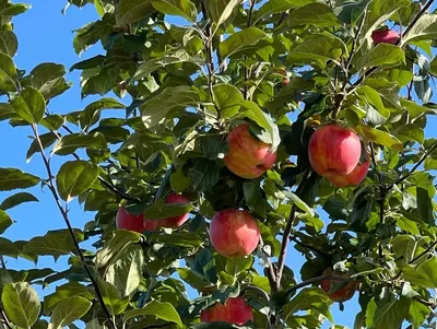 🌱 Семена Яблоня Райская Аляска, Семена, 5 шт. Цена от 385 руб. В наборе  качественные семена, инструкция и советы по проращиванию дерева дома.  Купить с доставкой и онлайн оплатой. - интернет-магазин Лесландия