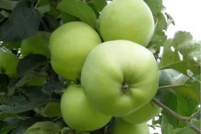 Яблоня магнитогорское зимнее фото фотографии