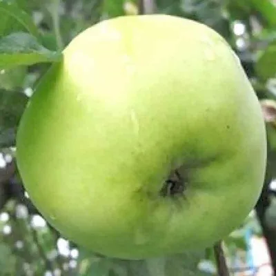 Зимние сорта яблок - Сайт sagenci!