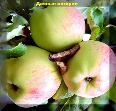 Запрещённые яблоки » Вечерний Магнитогорск