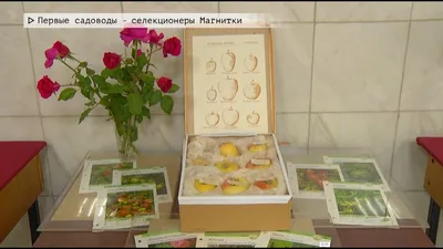 Яблоня \"Джеромини\" купить в питомнике растений с доставкой по Волгограду и  Волгоградской области, саженцы, выращивание, посадка и уход