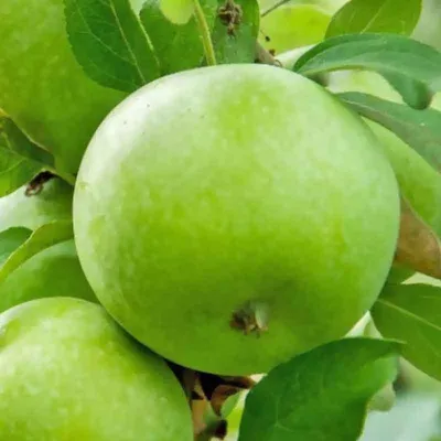 Яблоки осеннего и зимнего срока созревания на любой вкус: лучшая подборка  самых лежких сортов | Дачные истории | Дзен