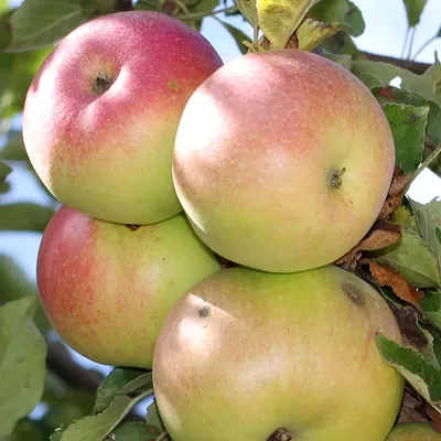 Яблочный Спас: советы, как правильно собирать и хранить урожай - 19 августа  2021 - ФОНТАНКА.ру