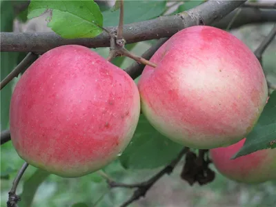 Зимние сорта яблонь, краткое описание, плодоношение в питомнике растений  Сад. - YouTube