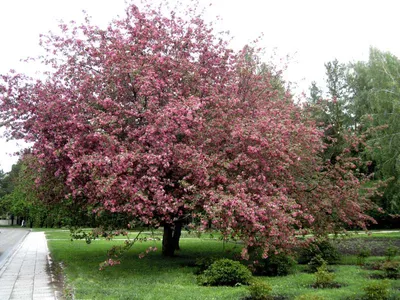 Яблоня Недзвецкого ( Malus niedzwetzkyana) 10- 15л 140-160 см, цена в  Санкт-Петербурге от компании Вилла-планта (садовый центр и питомник  растений, ландшафтное бюро)