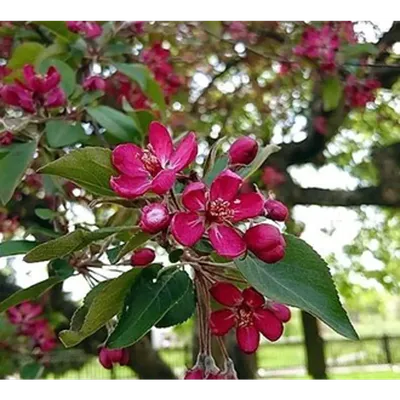 Яблоня декоративная Недзвецкого / Malus pumila 'Niedzwetzkyana'