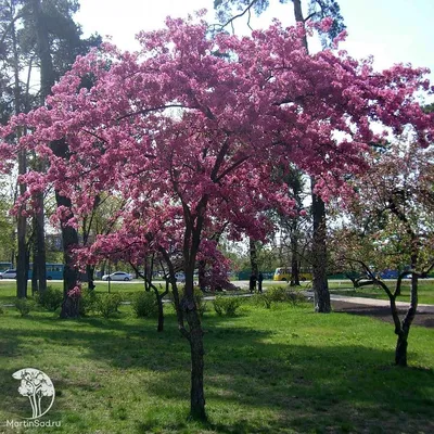 Яблоня Недзвецкого / Malus niedzwetzkyana