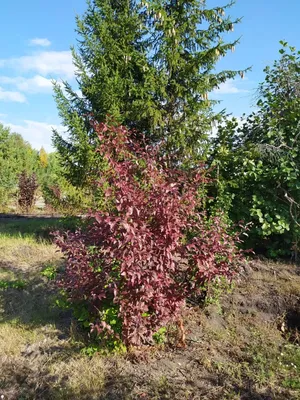 Яблоня Недзвецкого (Malus niedzwetzkyana) - Флора