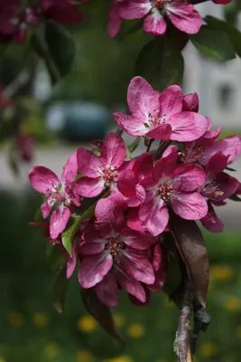 Яблоня Недзвецкого (Malus niedzwetzkyana) — описание, выращивание, фото |  на LePlants.ru