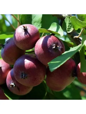 Яблоня Недзвецкого ( Malus niedzwetzkyana) 10- 15л 140-160 см, цена в  Санкт-Петербурге от компании Вилла-планта (садовый центр и питомник  растений, ландшафтное бюро)