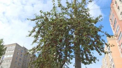 Яблоня декоративная \"Недзвецкого\" (Malus decorative \"Niedzwetzkogo\") -  Питомник и Садовый центр Русские Деревья