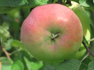 Яблоня Орловим 🍏 купить с доставкой почтой, цены, фото в интернет-магазине  Dolinasad.by
