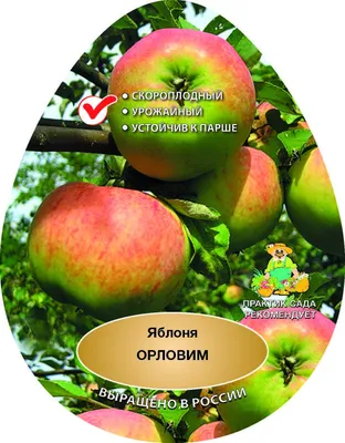 Яблоня Орловим – Купить в Рыбинске – Доставка по РФ