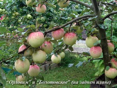 Яблоня Орловим (5 лет) | Питомник растений Сосны