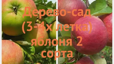 Дерево Сад яблоня Мельба, Медуница, Орловим - Зеленый сад