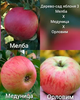 Яблоня Красное раннее