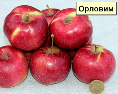 Саженцы яблоня Глостер купить по цене от 700 рублей в Москве из питомника  «Плодовый Мир»