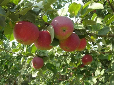 🍎 Купить Яблоню по цене от 1500 руб в Москве с доставкой -  интернет-магазин Green Dvorik