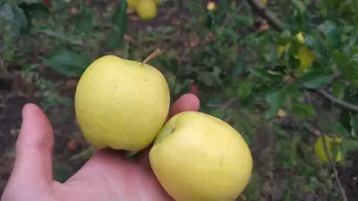 Клубни Яблоня Green Sad купить по выгодной цене в интернет-магазине OZON  (1277624738)