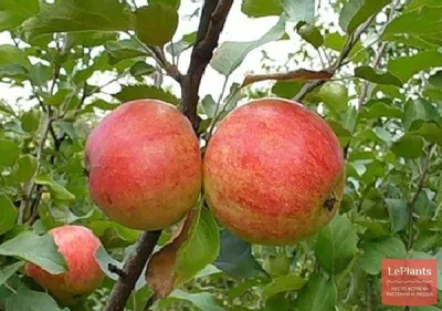 Яблоня 'Старк Эрлиест' — описание сорта, характеристики | на LePlants.ru