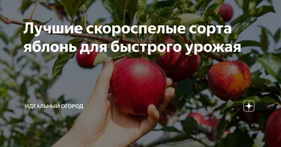 Яблоня Орлинка выращены в питомнике \"Зеленый дом\"