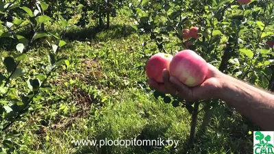 Яблоня Розовый налив, раннеспелый сорт: купить в Аниве - цена 240₽ за 1 шт.  - Доставка Почтой