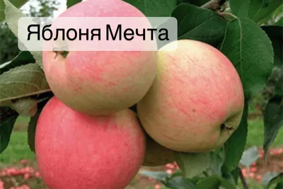 Купить саженцы Яблони в Воронеже и Воронежской области