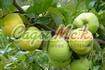 Саженцы яблони, цена 450 руб. купить в Раменском