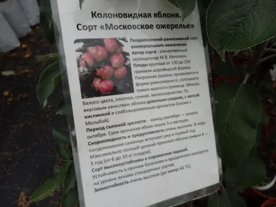 🍎 Яблоня сорт Суйслепское (Малиновка). 🍎 - YouTube