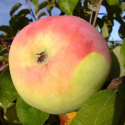 Яблоня обыкновенная Уралец (malus) 🌿 яблоня Уралец обзор: как сажать  саженцы яблони Уралец - YouTube