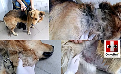 Аллергия на корм у собак - Veterinar-Dermatolog