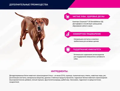 Корм для собак взрослых собак мелких пород, Eukanuba Dog SMALL ADULT купить  с доставкой в интернет-магазине зоогастроном.ру