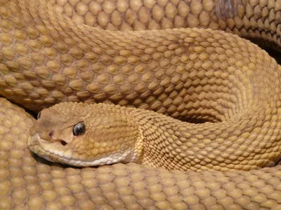 Ядовитая змея на фоне природы