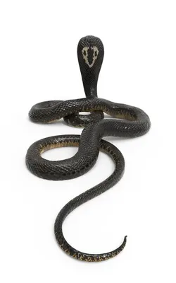 Картинка ядовитой змеи для обоев