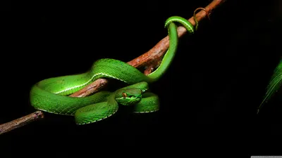 Фотография ядовитой змеи для бесплатного скачивания
