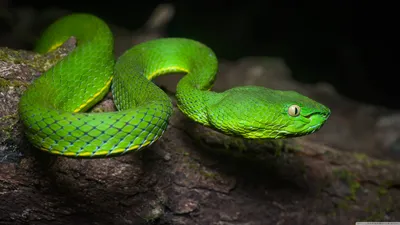 Ядовитая змея в формате WebP