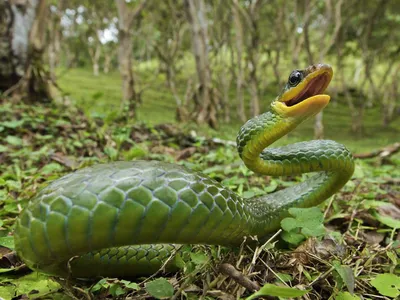 Ядовитая змея - красота и опасность