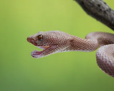 Фото ядовитой змеи в естественной среде обитания