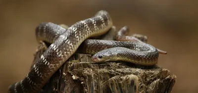Ядовитая змея - символ страсти и смерти