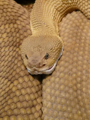 Изображение ядовитой змеи в ночном освещении