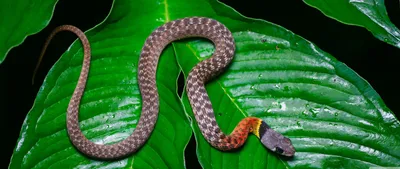 Фото ядовитой змеи с ее естественной добычей