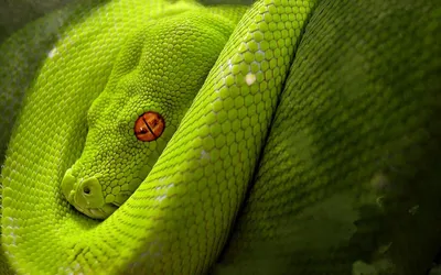 Фото ядовитой змеи в хорошем качестве
