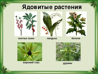 Есть даже ядовитый кактус. Ботанический сад открыл двери в закрытый  коллекционный фонд - Минск-новости
