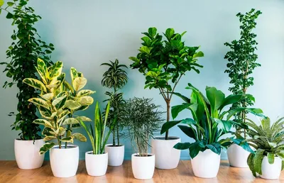 Опасные растения: какие цветы нельзя держать в квартире?
