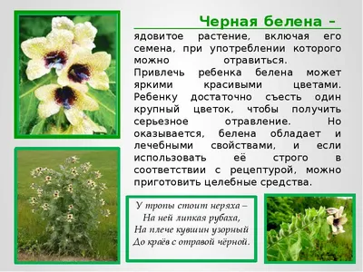 Ядовитые растения Беларуси | Turpohod.by
