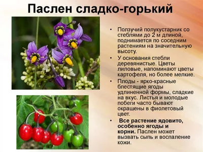 Ядовитые растения Беларуси | Turpohod.by